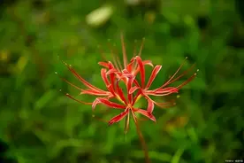 农村常见的石蒜，别称彼岸花，为何民间称其为“解毒草”？图片