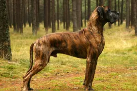 非常忠诚的世界名犬图片