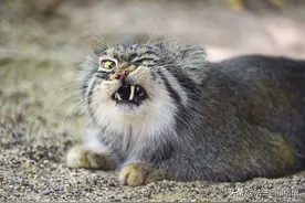 胖乎乎的一只萌猫，为啥取个骂人的名字叫兔狲呢？图片