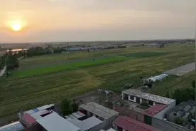 【乡村振兴】沙河店镇：鸵鸟“爸爸”的幸福人生图片