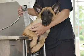 揭秘一只警汪的退休生活……图片