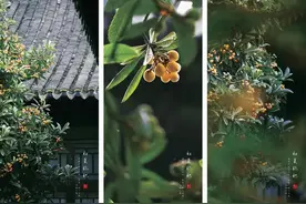 夏天这样拍绿色，超有画面感图片