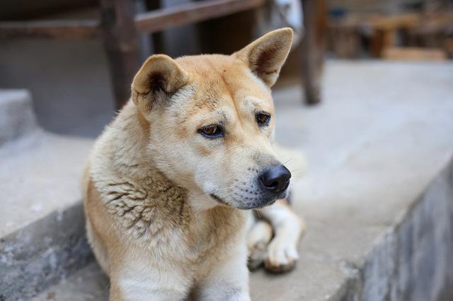 这5种狗,打架厉害,却不适合当警犬,有你喜欢的吗?