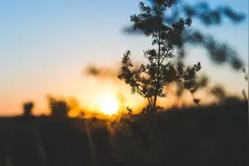 人的一生，只信一人图片