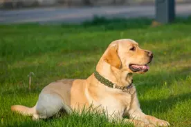 狗狗肿瘤了，还能活多久？图片