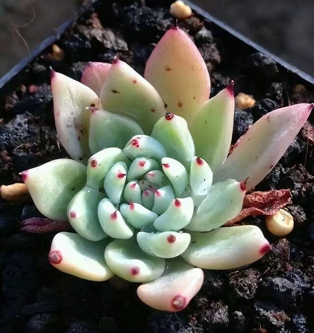 270种常见多肉图谱，一分钟认全！