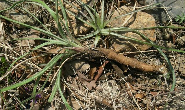 楦﹁懕灞炴鐗╃殑鐗圭偣鍙婄敤閫? onerror=