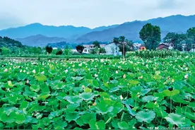 千亩荷塘等你来图片