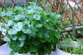 7种“小花草”，怎么养都养不死，比杂草还顽强，看见一棵拔一棵图片