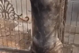 动物搞笑时刻大集锦图片