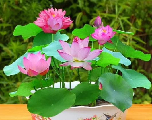 家养昙花禁忌（老人说）