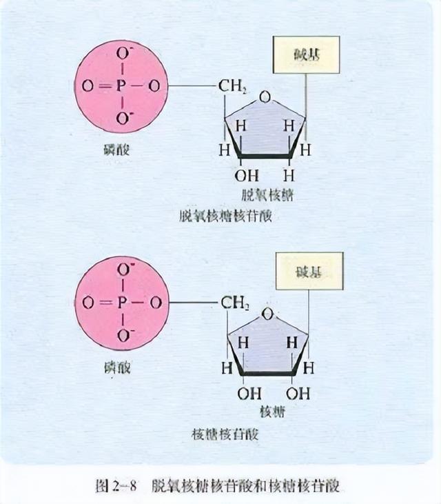 高中生物-基因的本质与表达