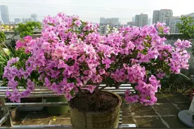 喜欢三角梅，就养“雪紫”，又美又仙、丰花勤花，养护也简单图片