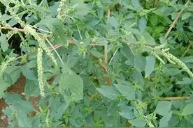 这野菜是入侵物种，4月正鲜嫩，长老了也能吃，煲汤甘甜又祛湿图片