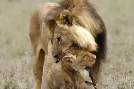 每天交尾可达50次！雄狮与雌狮交尾后，为什么会发生短暂打斗？图片