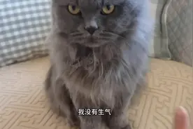猫为什么总是挠我的脸？图片