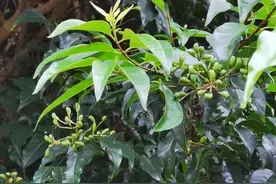 苦丁茶：常被用来泡茶喝，但它并不是茶叶，你喝过吗？图片