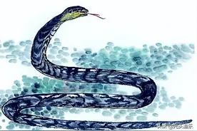 老话讲：大蛇为蟒，巨蟒为蚺？那么蛇、蟒和蚺都有什么区别？图片