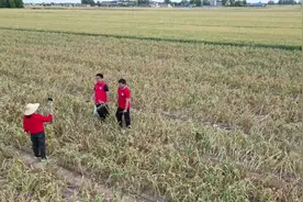 科普调研行|既要个头好、又要收时不“折腰”，杞县大蒜科技小院在出招图片