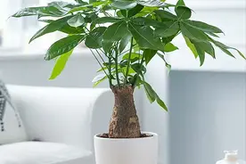 6种“喜庆花”，养一盆在家，带来幸福和好运，空气质量高很美观图片