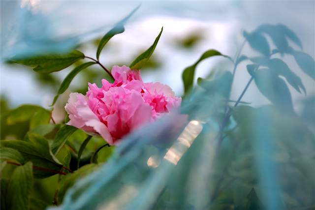 中国洛阳牡丹文化节每日花情专题播报之一含苞欲放