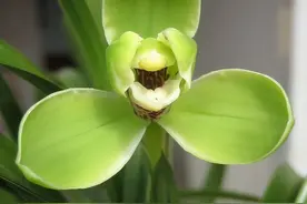 6种兰花特点与生长习性一览表：一表在手，养兰无忧图片