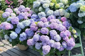 养绣球花，做“2点”，枝枝开满花，春天花色美、都是“大花球”图片