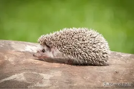 出马仙之暗堂口图片