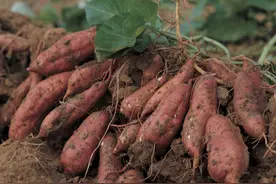 红薯怎么种没虫眼？用这四种方法，不需农药，红薯长得既好又光滑图片