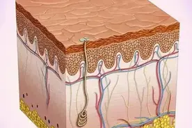 人体最大的器官图片