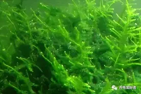 给龟背除藻，龟友还是推荐这种方法，真的可行？图片