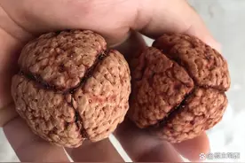 比核桃还大的金刚，这次真的不是落地红图片