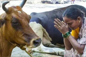 神奇的印度，牛也有种姓制度，有的被当作神明，有的被宰杀食用图片