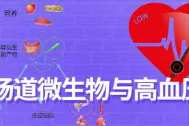 认识肠道微生物及其与高血压的关系图片