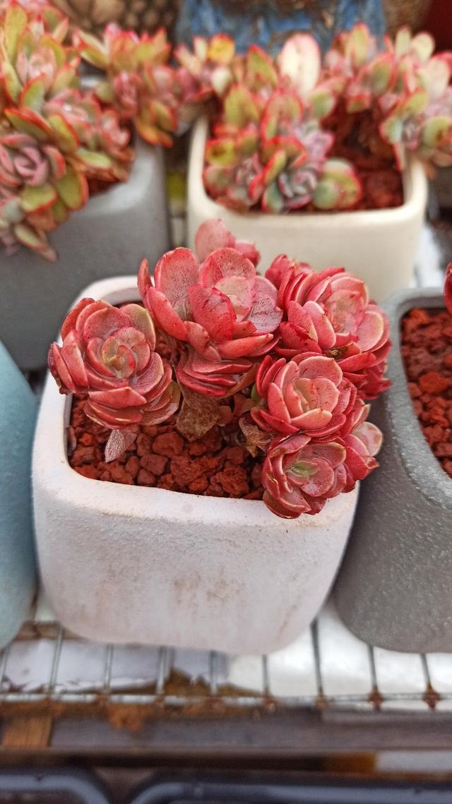 生长速度也很快,绝对是红色系必养的多肉之一