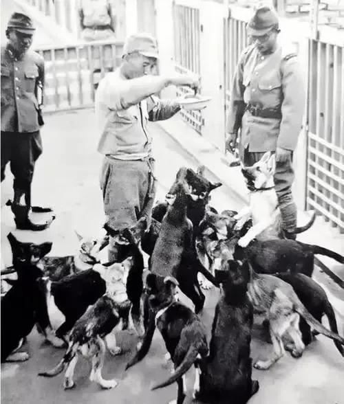 1939年日军“狼狗部队”无人可挡，董翰良猛拍大腿：怎么把它忘了