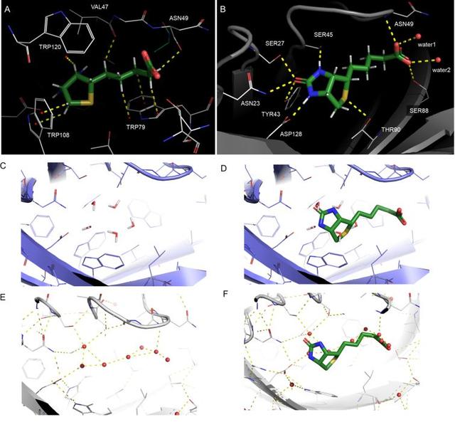 药物设计│生物素在药物设计中的经验教训