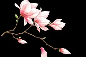 最美人间四月天，共赏落花诗词，欣赏诗情画意，花开花落图片