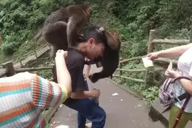 峨眉山“人猴大战”频发，从灵猴沦为“街溜子”，到底是谁的错？图片