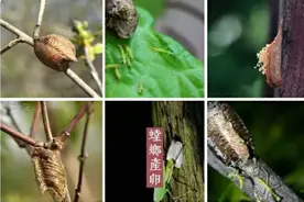 昆虫记——螳螂图片