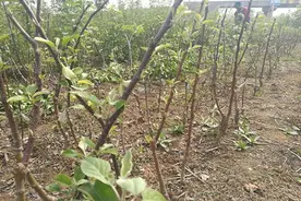 专家解读：重茬地苹果树管理应注意哪些？图片