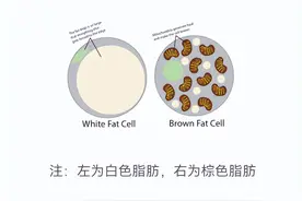 冉冉科普 | 脂肪也分好坏，“褐色脂肪”让你减肥更容易！图片