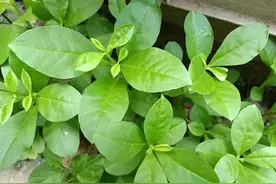 这种野菜全身是宝，俗称“土人参”，炖汤很滋补，大家都抢着种植图片