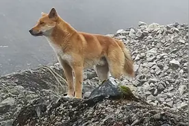 你知道吗，狗其实就是狼图片