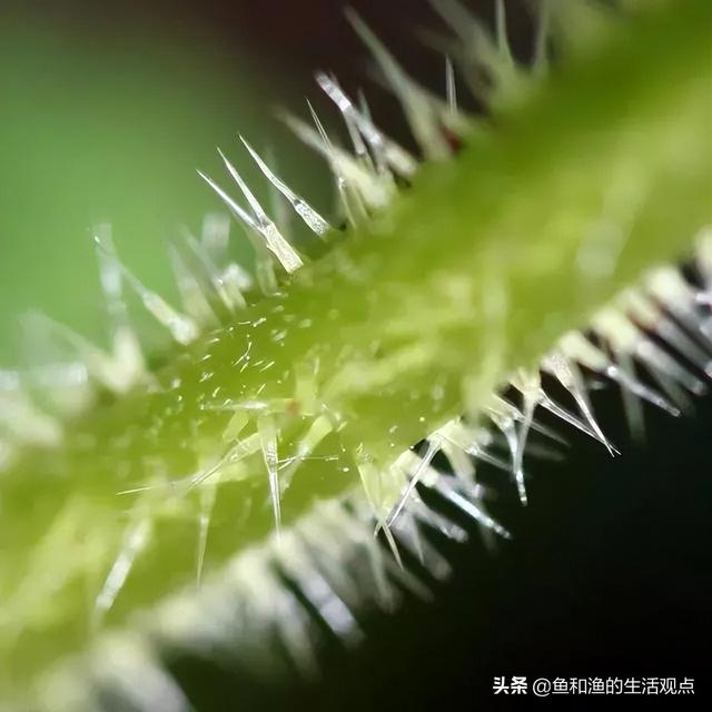 踏春必备“百草图”之三，身边那些有价值的野草，你能认识几种？