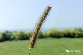 植物图鉴 | 青岛常见禾本科杂草32种图片