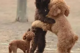 狗狗交配不能随便打断，后果很严重图片