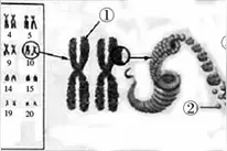 2021广东中考生物试题图片