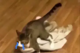 沙雕表情包｜猫咪表情包图片