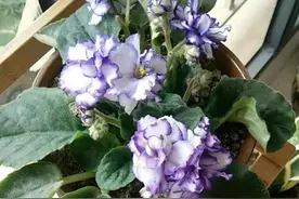 这花不用晒阳光，一年开花300天，妥妥的“劳模花”，人见人爱图片